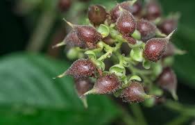 Image result for Tetracera