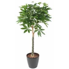 Image result for pachira obrázek