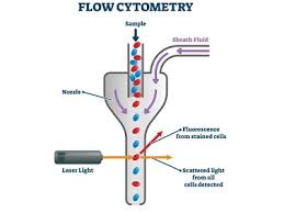 Flow tries to work out of the box as much as possible, but can be configured to work with any codebase. Flow Cytometry