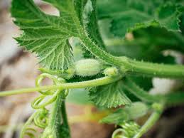 We did not find results for: The Sex Life Of Squash Why Your Plants Have Lots Of Flowers But No Fruits Garden Betty