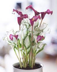 Beautiful New Exclusive Calla Lily Frozen Queen Zantedeschia Garden Plants Zantedeschia Calla Lily Shade Flowers