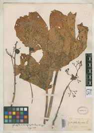 Image result for Jatropha botswanica