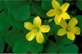 Image result for Oxalidaceae
