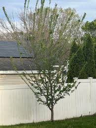 Image result for pruning plum trees