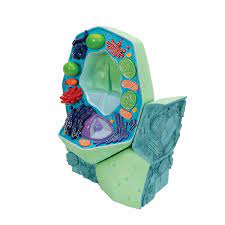 Check spelling or type a new query. Plant Cell Model Plant Cell Teaching Model Plastic Plant Cell Model