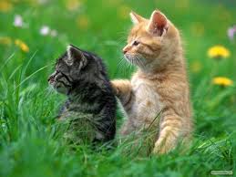200+ gambar lucu bikin ngakak yang konyol dan gokil abis update terbaru 2018. Perawatan Kucing Gambar Kucing Lucu Lagi Pacaran Pets Cats Funny Cat Pictures Animals