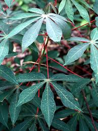 Image result for Manihot esculenta