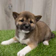 Check spelling or type a new query. Shiba Inu Puppy For Sale Pet Zone Watertown