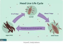 Image result for lice life cycle