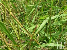 Image result for Coelorachis