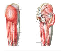 The many muscles of the hip provide movement, strength, and stability to the hip joint and the bones of the hip and thigh. 3 Superficial And Deep Posterior Hip Muscles Diagram Quizlet