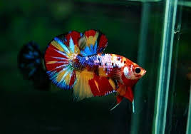 Is This Real Betta Aquarium Pet Fish Betta Fish