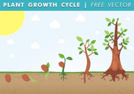 plant growth chart free vector graphic art free download