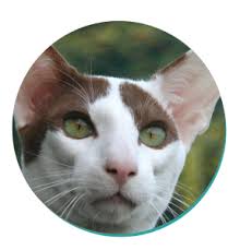 Balinese cats are loyal, vocal, and affectionate. Oriental Shorthair Cat Breeds Breed Information Mad Paws