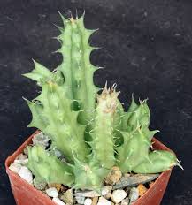 Image result for Huernia kirkii