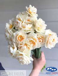 Pin By B Side Farm Floral Design On Haystack B Side Narcissus Varieties In 2020 Narcissus Daffodils Flowers