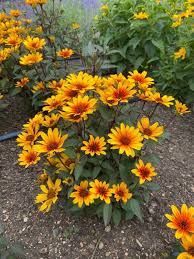 Image result for Heliopsis