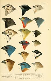 North America Bird Identifier By Picture Pin By Biodiversity Heritage Library On Bhl Images Fauna Illustration Bird Illustration Scientific Illustration