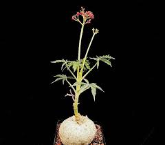 Image result for Jatropha botswanica