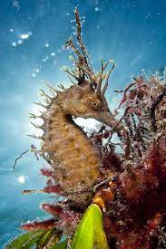 Seahorse Seahorse Ocean Creatures Sea Animals