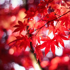 Dream In Red Ipad Air Wallpaper Download Iphone Wallpapers Ipad Wallpapers One Stop Download Ipad Air Wallpaper Abstract Tree Autumn Wallpaper Hd