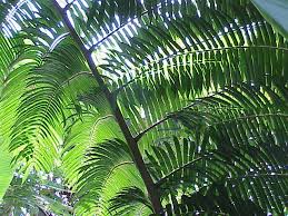 Image result for Marattiaceae