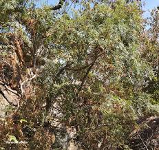 Image result for Erythrophysa