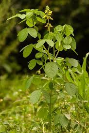 Image result for Crotalaria barkae