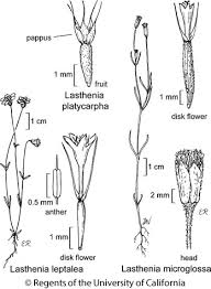 Image result for Microglossa