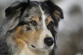 You will also have to cut out matts if your dog's hair gets tangled. Are Australian Shepherds Born Without Tails Lucy Pet