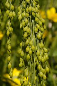 Image result for Panicum subalbidum