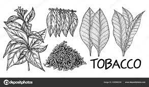 Tobacco Tree Hand Drawing Vintage Style. Tobacco Plant Leaf Illustration,  Drawing, Engraving, Ink, Vector. Dried Chopped Tobacco. For Labels, Logos,  Packaging Stock Vector Image By ©Luisvv #332984330