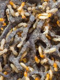 We live in the area and work from our. Regal Pest Control Ocala The Villages Lady Lake Leesburg Fl