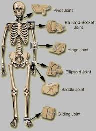 Pin On Physiology Anatomy