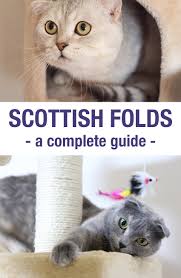 scottish fold cats a complete guide the happy cat site