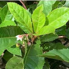 Image result for Ardisia staudtii