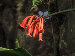 Image result for Wahlenbergia krebsii