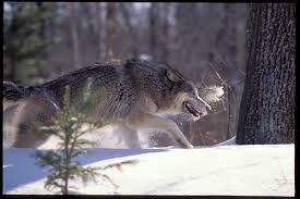 Parts Of The Midwest Seeing A Resurgence Of Predator Animals Outdoornews Some of the animals are on the top of their food chain and have no natural predators, humans are the only threat to such apex predators, large cat species li. resurgence of predator animals