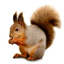 We did not find results for: Squirrels Facts Identification Control Prevention