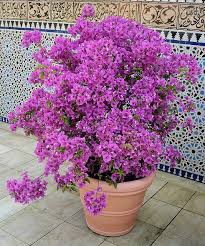 Im Garten Der Vier Strome Porch Flowers Front Porch Flowers Pretty Plants