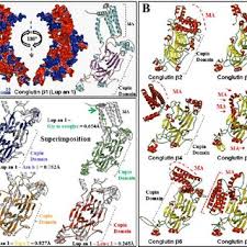 Pdf Lupin Allergy Uncovering Structural Features And Epitopes Of B Conglutin Proteins In Lupinus Angustifolius L With A Focus On Cross Allergenic Reactivity To Peanut And Other Legumes