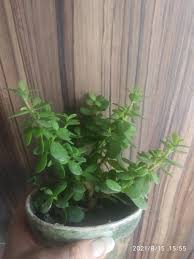 Image result for Aeollanthus suaveolens