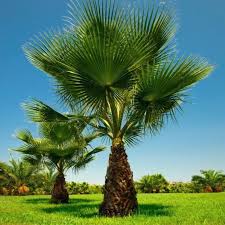 Image result for Washingtonia filifera