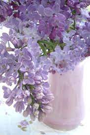Lilac Blossoms Lilac Blossom Lilac Flowers Beautiful Flowers