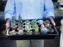Success in transplanting a cactus seedling is dependent upon it getting back into growing mode. How To Transplant Succulents Hgtv