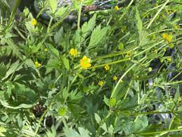 Yellow star thistle is an invasive weed that grows from. Identifying A Yellow Flowering Weed Thriftyfun