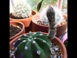 You would manage all three of these types of cactus in the same manner, but you should schedule your manipulation of lighting and temperature to prompt. Echinopsis Subdenudata Easter Lily Cactus Blooming Time Lapse Youtube