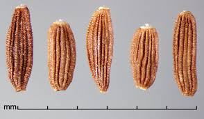 Image result for Sonchus schweinfurthii