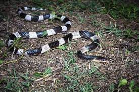 Il Krait Malese Bungarus Candidus E Uno Dei Serpenti Piu Pericolosi Dell Asia E Uno Tra I Piu Mortali Al Mondo E Conosciuto Anche C Serpente Animali Rettili