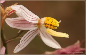 Image result for Cyanella lutea